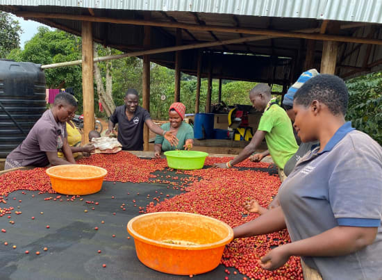 Uganda Kisoro Estate Anaerobic Natural