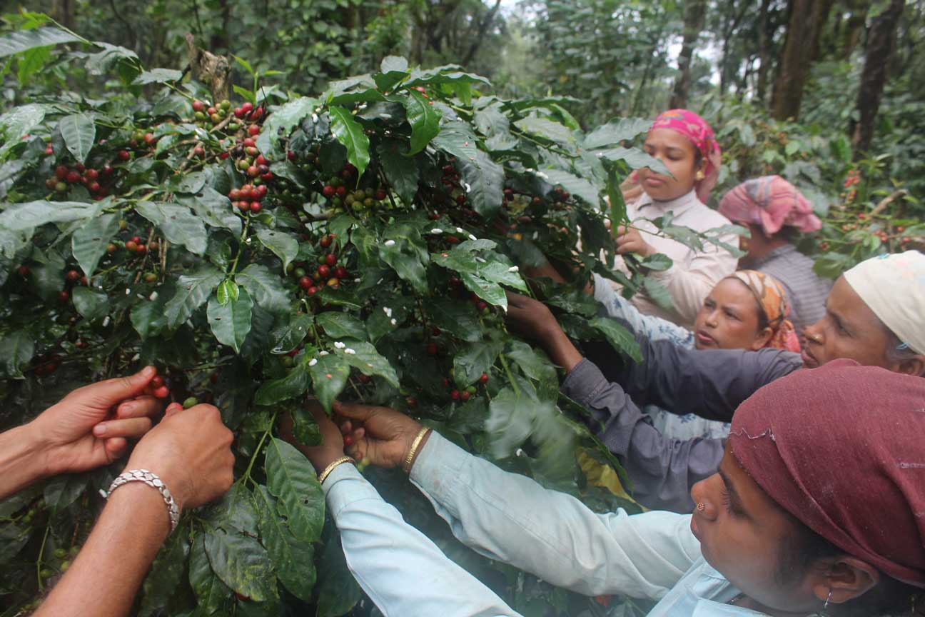 Varshini's India | Medium Roast
