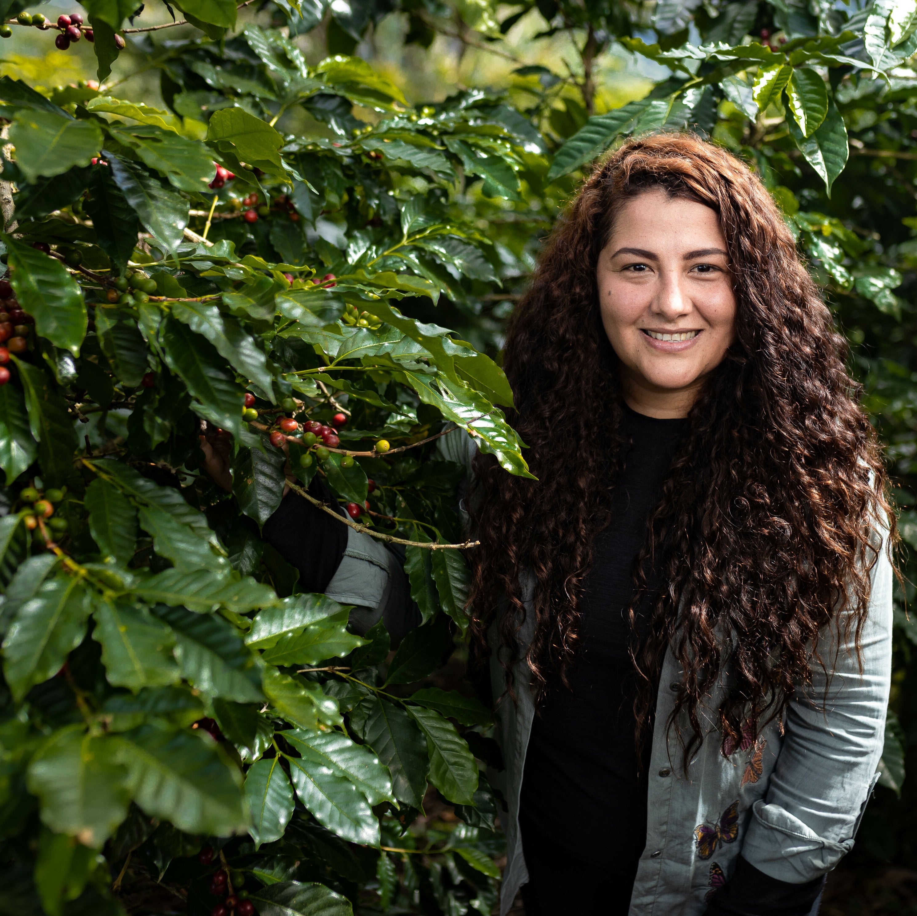 Honduras Montecillos Catuai Washed – Medium Roast Specialty Coffee, 50g Sample