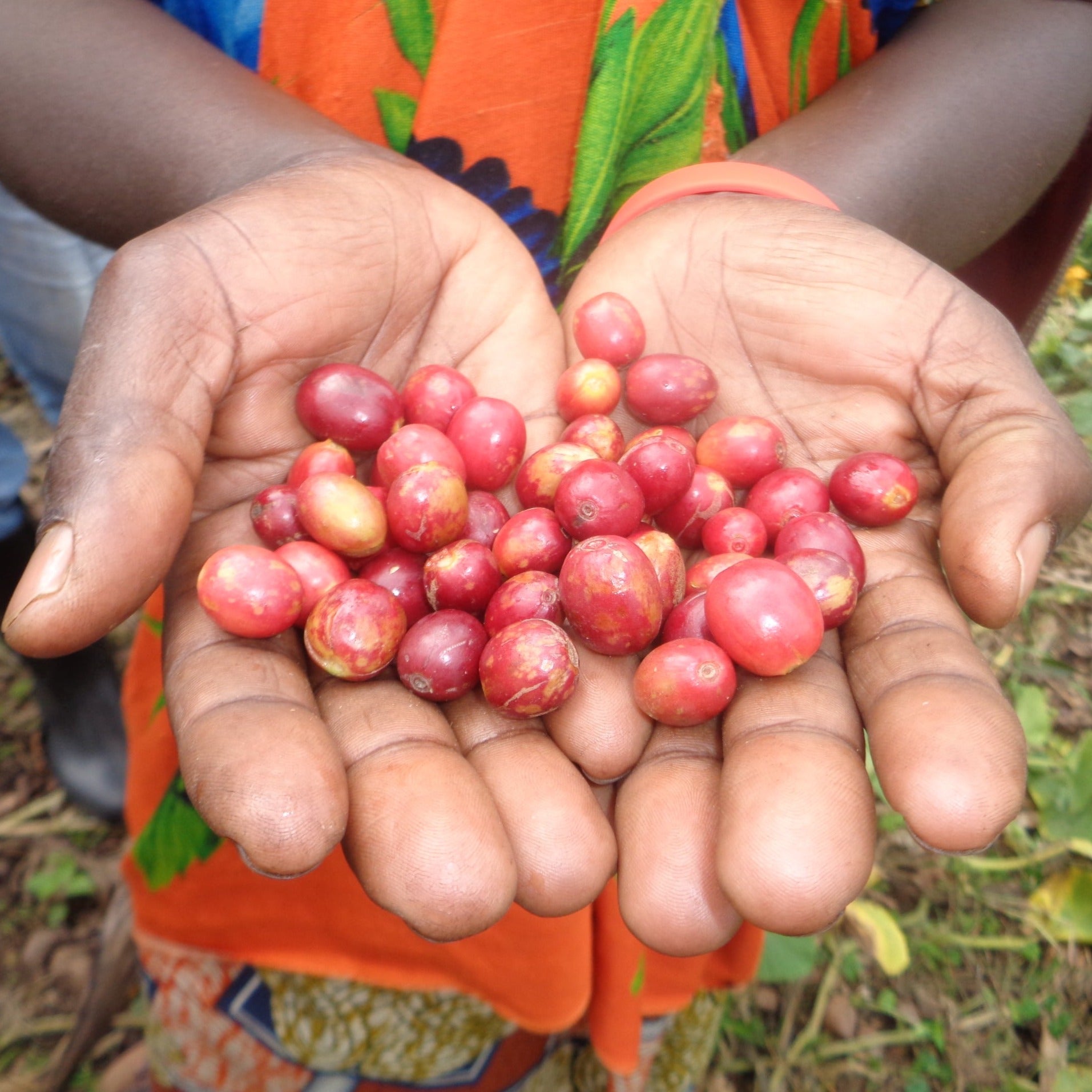 Ejo Heza's Rwanda | Medium-Light Roast