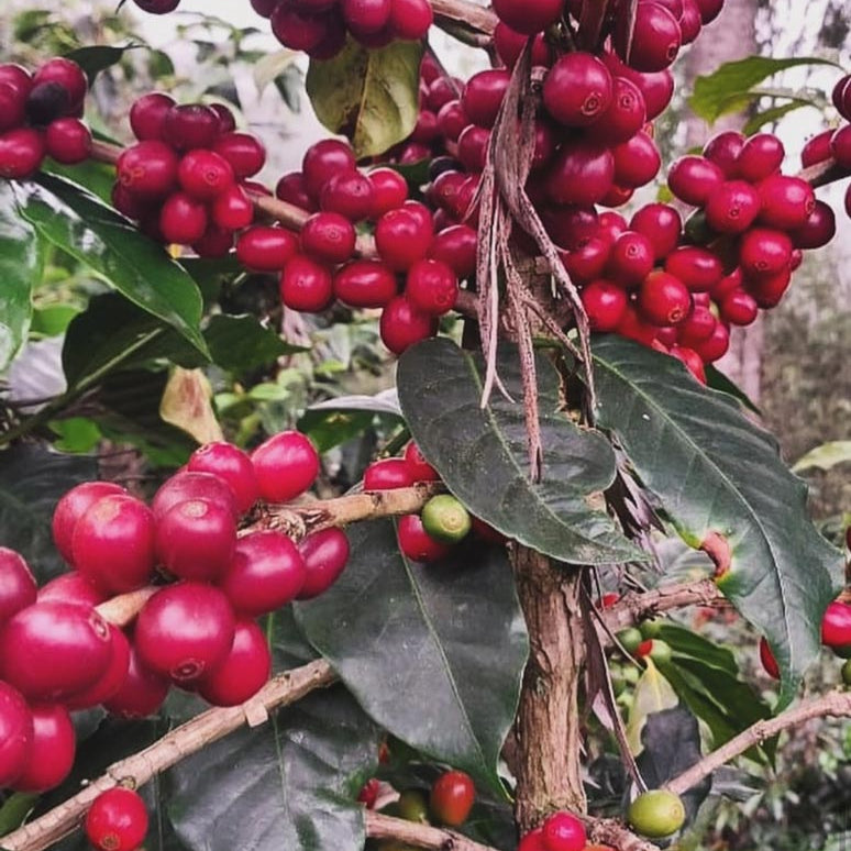 Lilly's Guatemala | Medium Roast