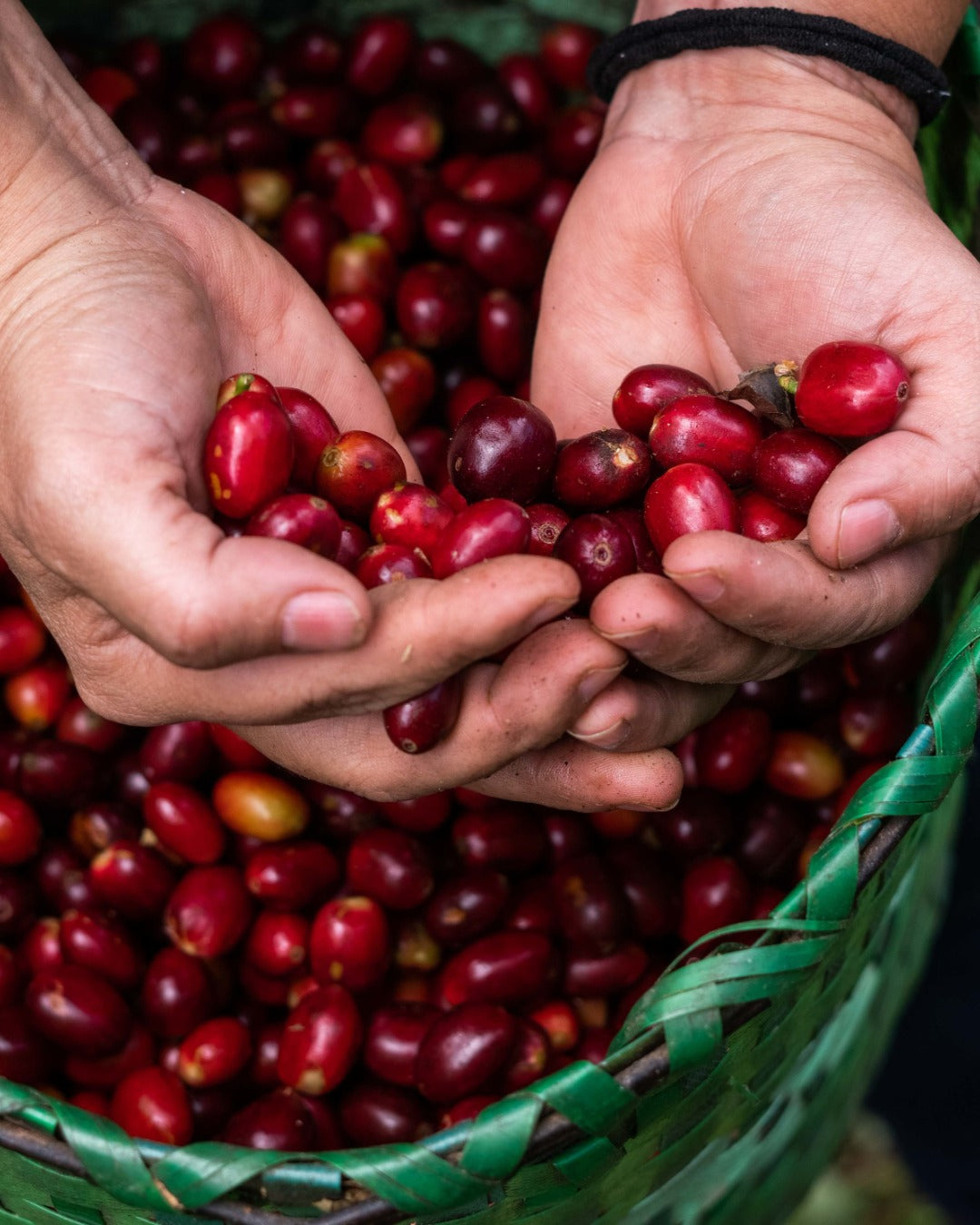 Honduras Monte Fresco Parainema Washed – Medium Roast Specialty Coffee, 50g Sample