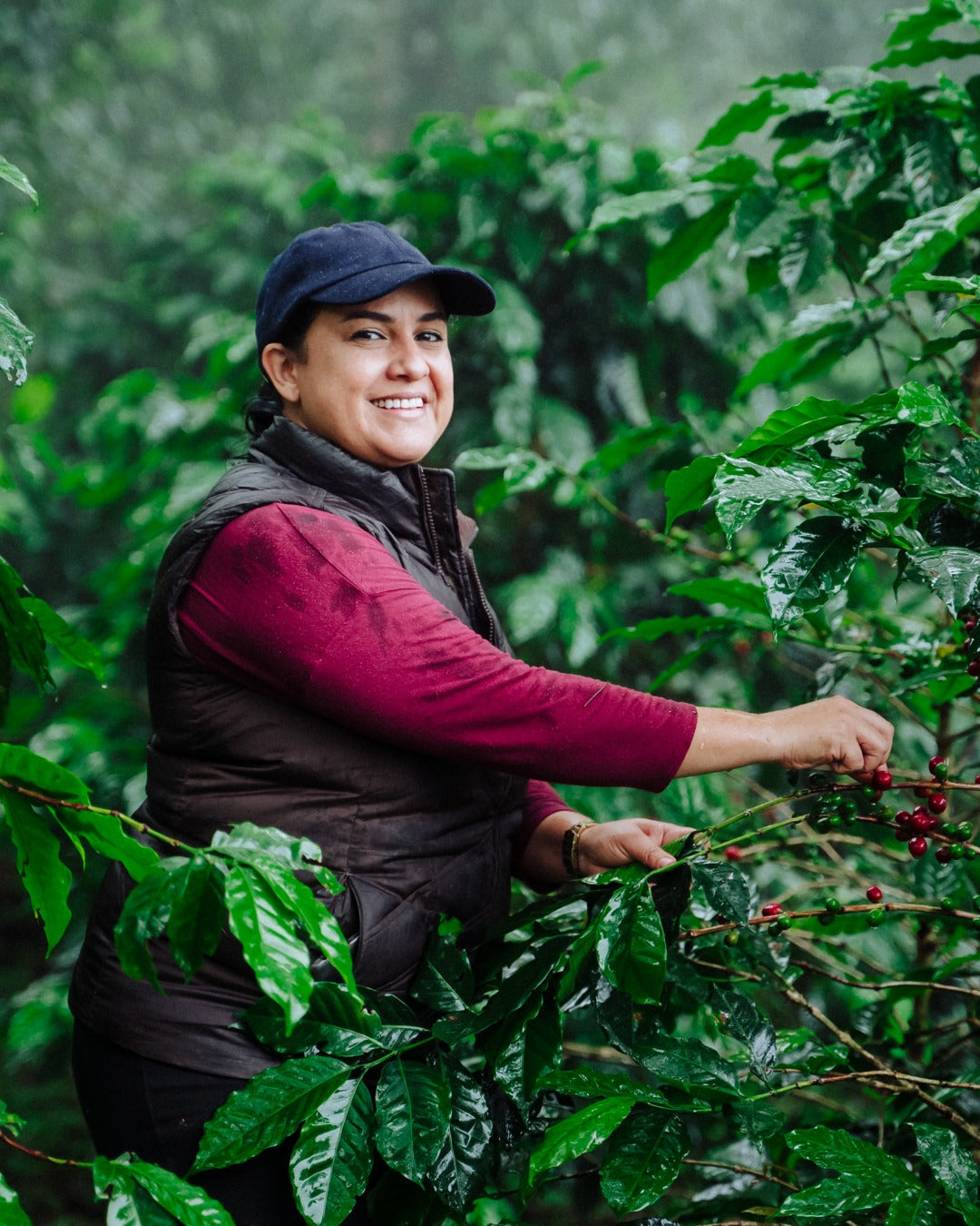 Honduras Monte Fresco Parainema Washed – Medium Roast Specialty Coffee