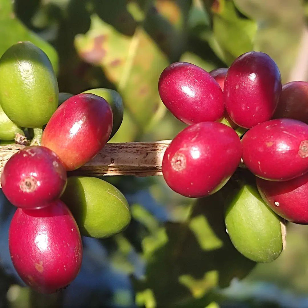 Honduran Espresso Blend – Medium-Dark Roast Specialty Coffee