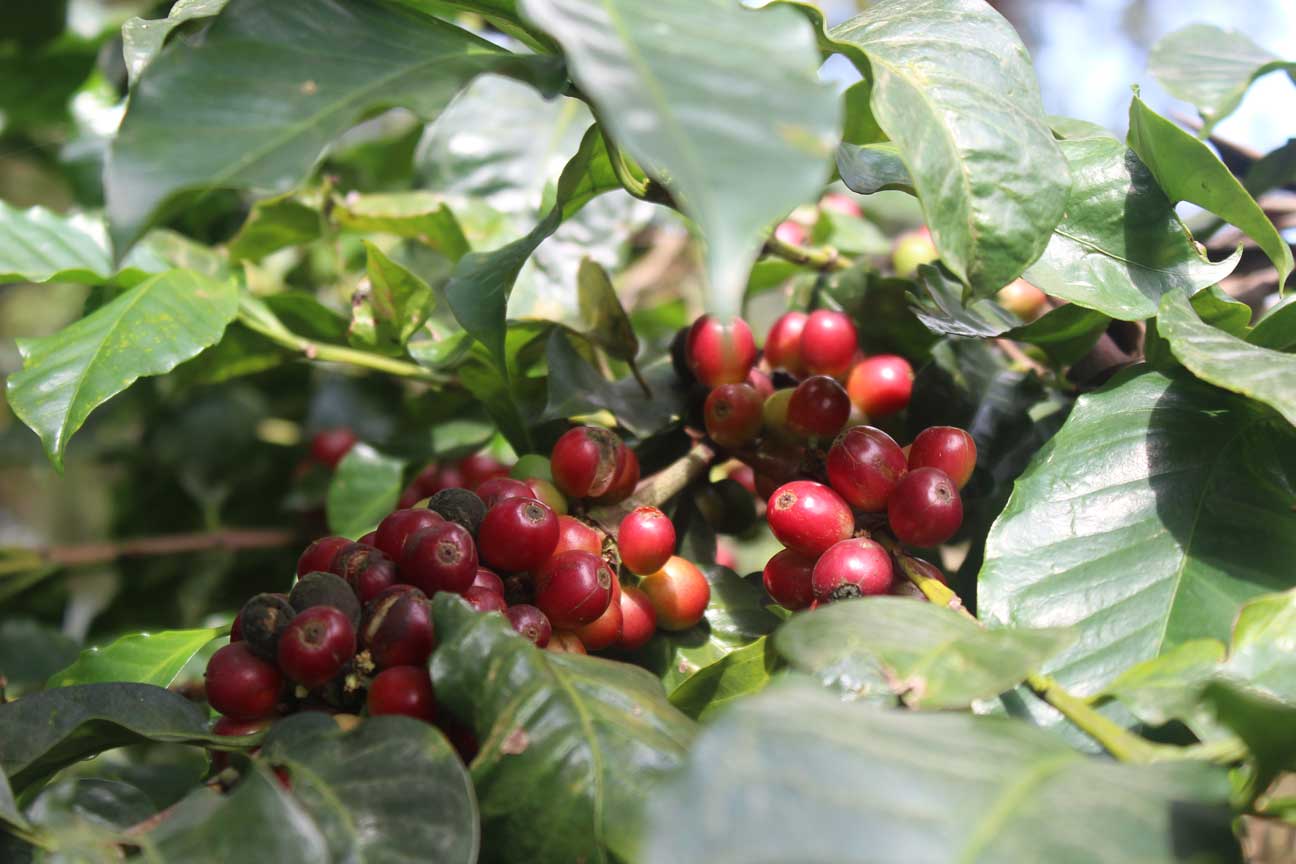 Varshini's India | Medium Roast