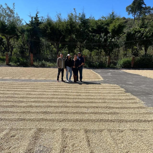 Lilly's Guatemala | Medium Roast