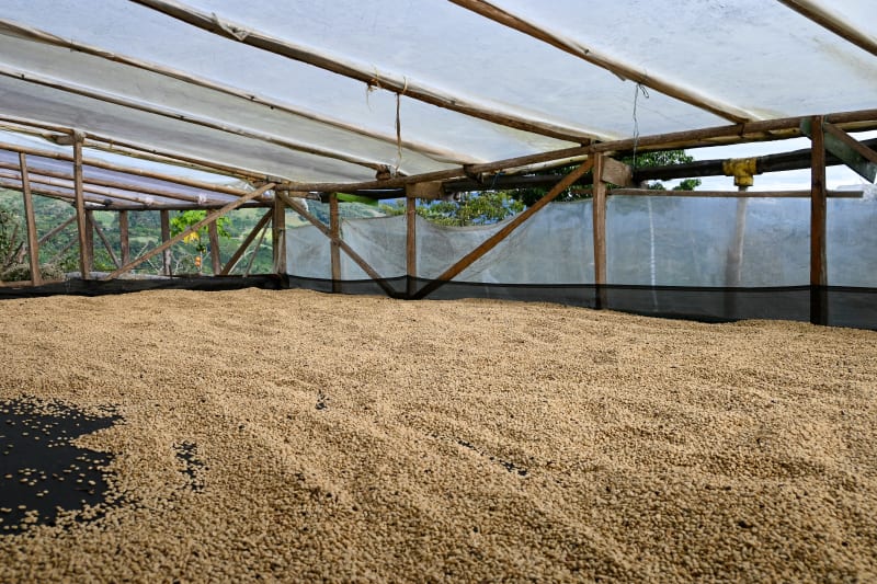 Asomujer Decaf Colombia | Medium Roast