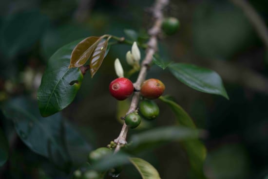 Asomujer Decaf Colombia | Medium Roast
