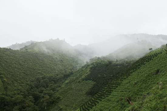Asomujer Decaf Colombia | Medium Roast