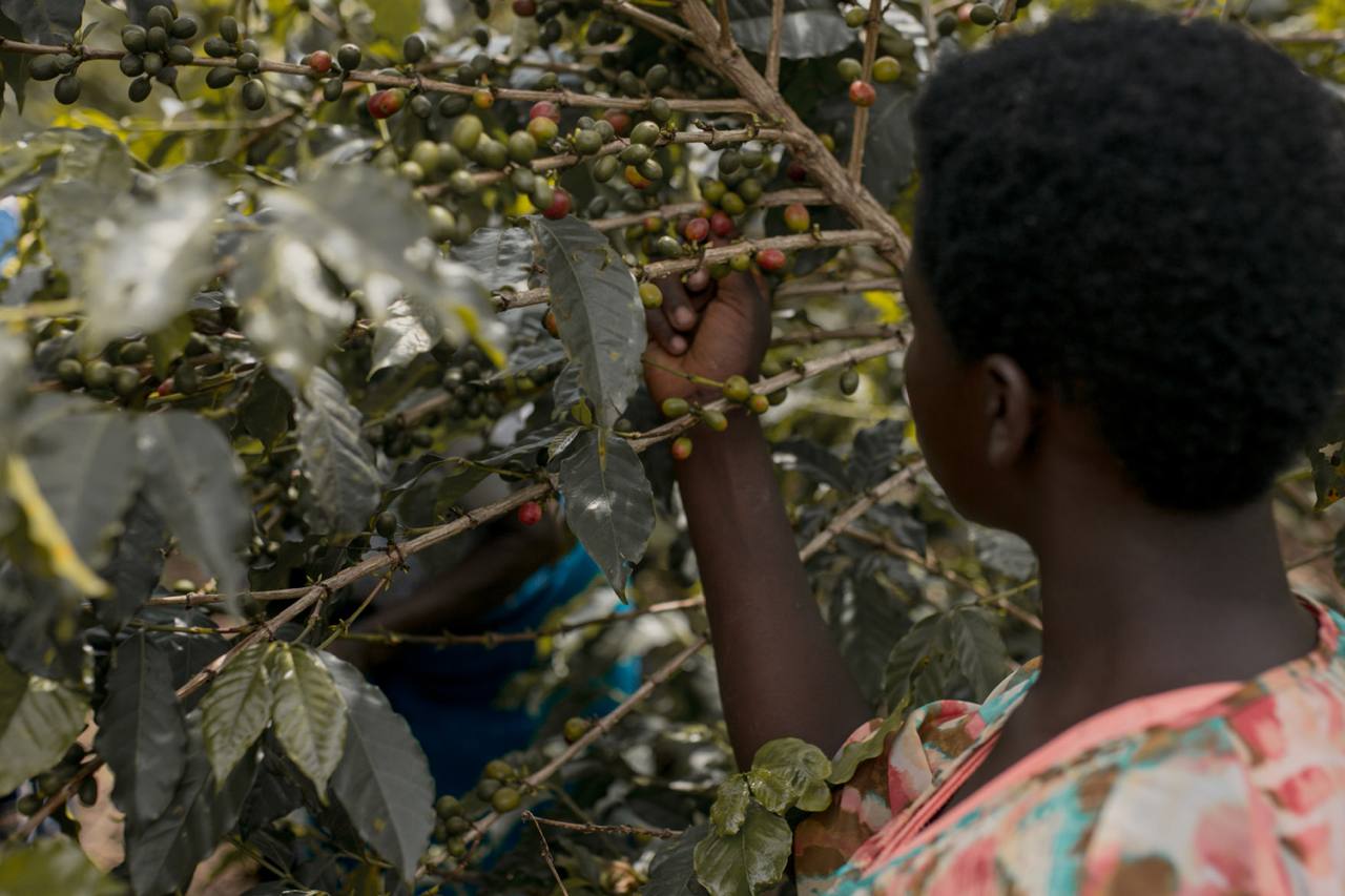 Rwanda Anaerobic